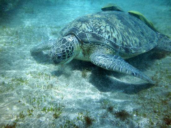 Sataya Reef